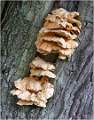Commended - Marion Rose - Fungi